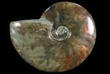Iridescent Red Flash Ammonite - Madagascar #81379-1